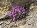 (34) Fairy Foxglove (erinus lpinus)